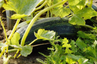 Weeding Wednesdays in the garden